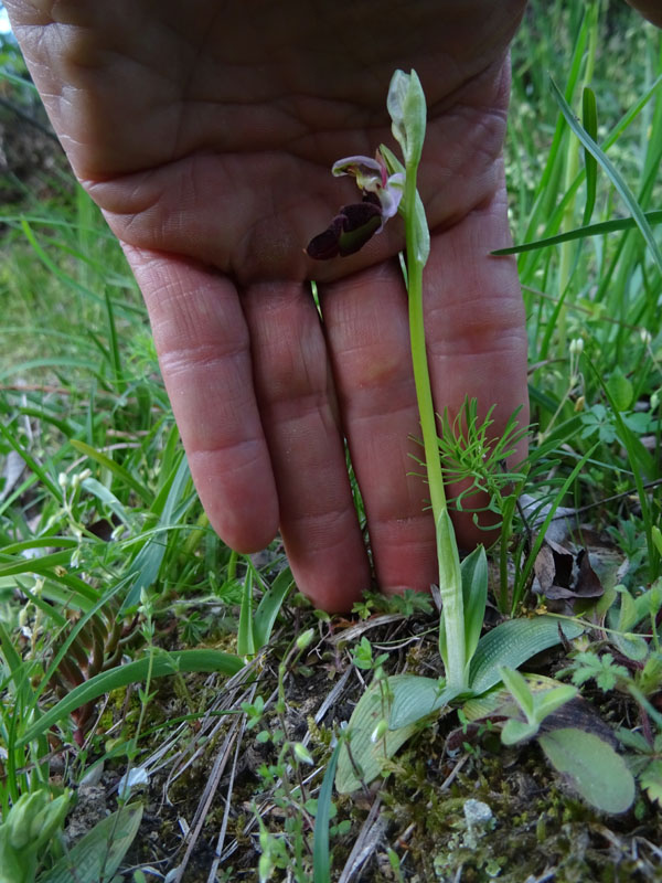 Ophrys bertolonii subsp. benacensis